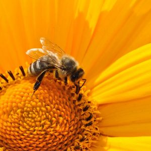 Bienenwachsprodukte